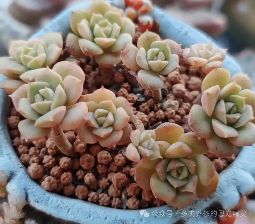 多肉植物保利安娜老樁圖片_保利安娜多肉好養嗎_多肉保利安娜好養嗎