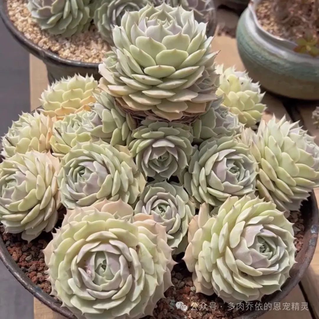 多肉保利安娜好養嗎_保利安娜多肉好養嗎_多肉植物保利安娜老樁圖片