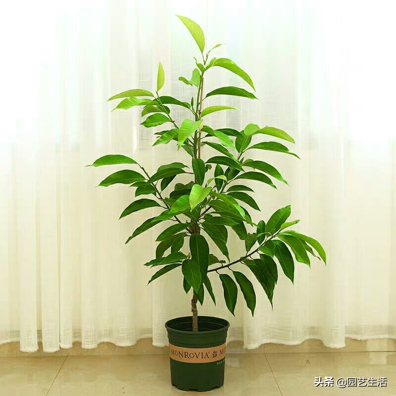 別再傻傻地分不清白玉蘭和白蘭了，白蘭適合家庭養護，你值得擁有