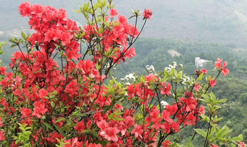 什么花適合冬天養(yǎng)不怕凍_凍天養(yǎng)什么花_冬天怕冷的花卉