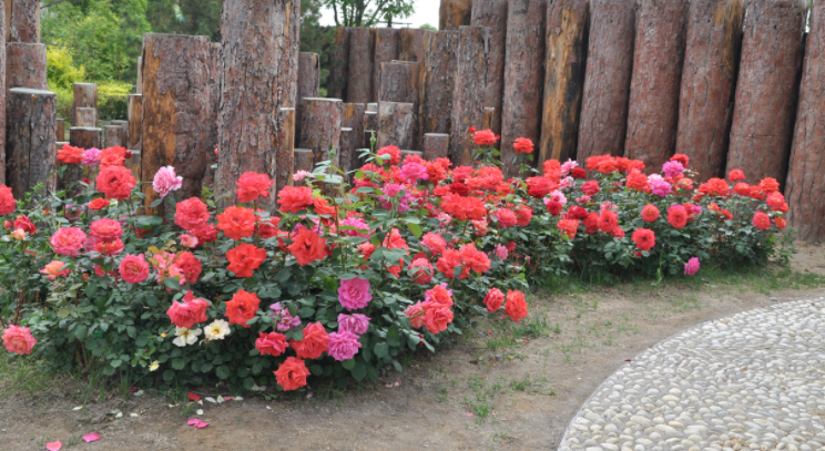 冬天怕冷的花卉_什么花適合冬天養(yǎng)不怕凍_凍天養(yǎng)什么花